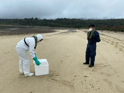 Gripe Aviar: SAG Los Lagos Anuncia Levantamiento de 4 Zonas que se Mantenían Bajo Control Sanitario