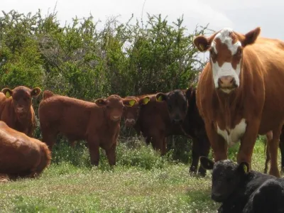 Hasta el 30 de noviembre: SAG Los Lagos recuerda a ganaderos que se acerca plazo para efectuar la Declaración de Existencia Animal