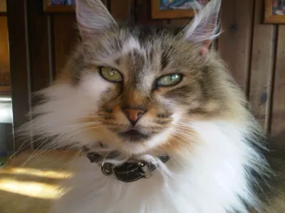 Hidiatosis y toxoplasmosis: las enfermedades trasmitidas por animales más comunes en la Región de Los Lagos