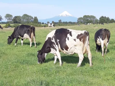 INIA Remehue busca mejorar aspectos de la nutrición de vacas lecheras
