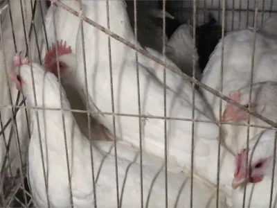 Investigación encubierta revela condiciones de crueldad animal en una granja industrial de huevos en Chile