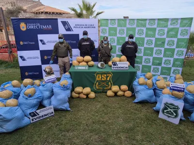 Investigación liderada por Fiscalía Regional de Los Lagos decomisa más de 300 kilos de marihuana