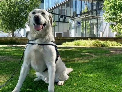 Labrador de la Aduana Metropolitana se retira y parte a vivir con la familia de su guía de siempre: “Atom” deja de cumplir funciones en el Aeropuerto y comienza su merecido descanso