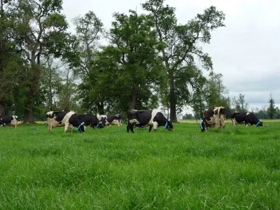 Las vacas no son las principales causantes del calentamiento global