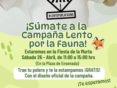 "Lento por la Fauna": Puerto Varas se une para proteger su biodiversidad
