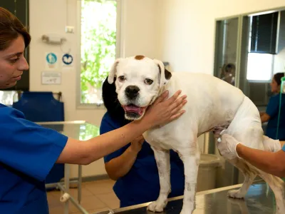 Ley de Tenencia Responsable de Mascotas: Una Responsabilidad de Todos