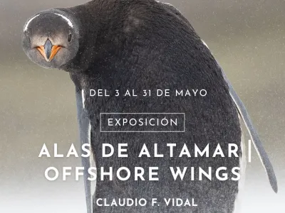 Mayo en Centro Cultural Bosque Nativo: Exposiciones “Alas de Altamar/Offshore Wings” y “El Hacer del Oficio” serán las protagonistas de este mes