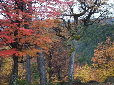 Ministerio de Agricultura lanzó sistema de monitoreo de bosque nativo del país