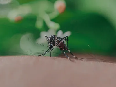 Mosquito del Dengue en Chile: especialista explica por qué el mosquito transmisor no podría reproducirse en nuestro país