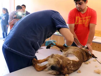 Municipalidad de Puerto Varas ha implantado chips en más de cuatro mil mascotas y se apresta a colaborar en registro obligatorio de nueva ley de tenencia responsable