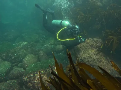 No todos los huiros son iguales:  Investigación sobre Macrocystis pyrifera aporta nuevas perspectivas para la acuicultura de la especie en el sur de Chile