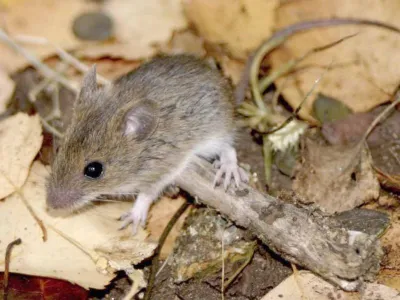 Ojo con las Enfermedades Zoonóticas durante el Verano: Hantavirus, Hidatidosis, Tifus de Los Matorrales y Triquinosis