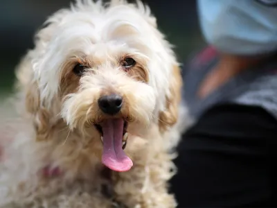 [OPINIÓN] ¿Somos el mejor amigo del perro?