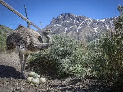Parque Nacional Patagonia: Comienza la temporada de nacimientos en el Centro de Reproducción del Ñandú