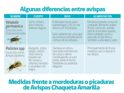 Participa en la campaña nacional para disminuir población de avispas “Chaqueta Amarilla”: “¡Avíspate, atrapa a la reina chaqueta amarilla!”