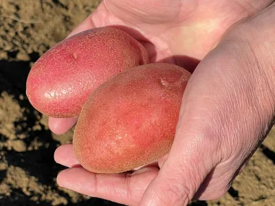 Patagonia-INIA es la variedad de papa que alcanza mejores rendimientos en ensayos realizados en Patagonia Verde