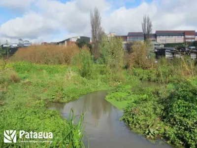 Patagua lanza Mapa Interactivo de Humedales de Puerto Varas 