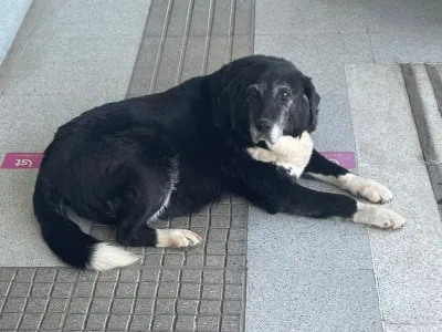 Dedicatoria a nuestra perrita “Perlucha” (La mascota del Cesfam de Puerto Varas)