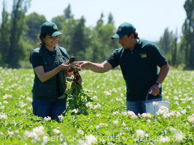 Productores de semilla de papa corriente deberán adelantar inscripción de sus semilleros