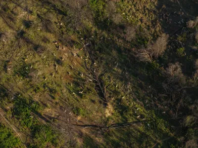 Proyecto de prevención de incendios a través de pastoreo de cabras para crear corta fuegos impacta a más de mil personas