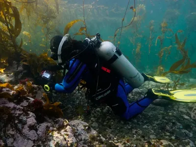 Publican primer registro para Chile de “alga abanico” en la Isla Grande de Tierra del Fuego