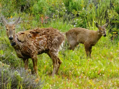 Realizan operativo para restaurar la salud de cría de huemul en Cerro Castillo