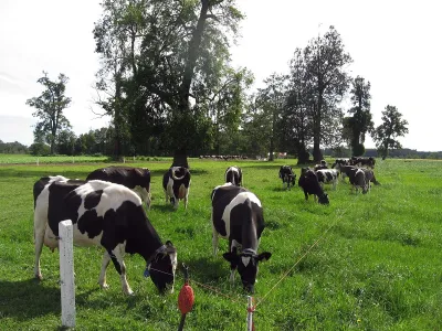Recepción de leche anota crecimiento de 4,3% en Los Lagos