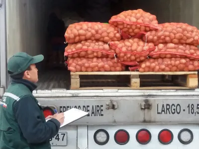Región de Los Lagos Inicia Temporada de Exportación de Semillas de Papas
