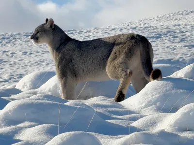 Resultados de monitoreo: Fauna resiliente y paisajes en recuperación en la Reserva de Conservación Torres del Paine