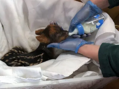 SAG entrega una cría de pudú al Centro de Rehabilitación de Fauna Silvestre de la Universidad San Sebastián 