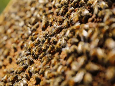 SAG llama a informarse ante nueva obligación de avisar aplicaciones de plaguicidas tóxico para las abejas