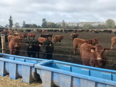 SAG Los Lagos certificó exportación de vaquillas de reproducción a China