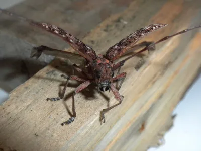 SAG Los Lagos detecta larvas vivas de plaga ausente en el país en maderas usadas como embalaje