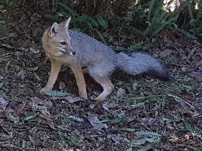  Sag Los Lagos libera dos crías de zorro chilla en sector cordillerano