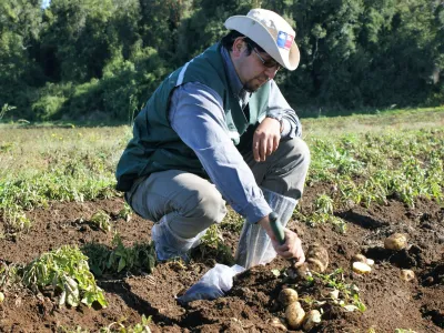 SAG Los Lagos recuerda a agricultores/as que se acerca plazo para registrar el cultivo de papa