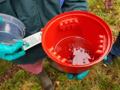 SAG Los Lagos sostiene reuniones con productores por mosca que ataca a frutales, plaga fue detectada en Junio pasado en Puerto Varas