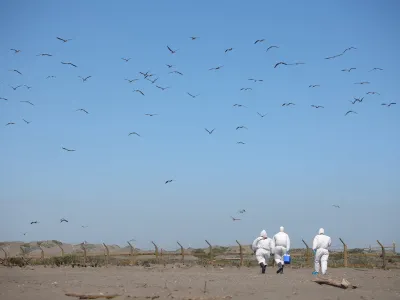 SAG suspende temporada de caza de aves silvestres