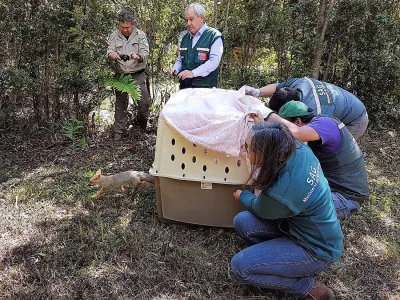 SAG Y USS liberan tres crías de zorro chilla en Parque Alerce Andino