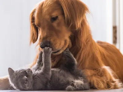 Se repartirán $12.000.000: Adelantan convocatoria de Fondos Concursables en apoyo a mascotas