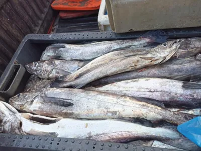 Sernapesca Los Lagos coordina acciones de fiscalización para la veda de la merluza austral 2023