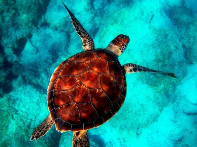 Siguiendo la ruta de las tortugas marinas 