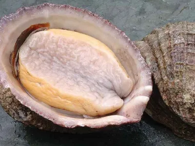 Subpesca establece veda extractiva del recurso loco en 15 regiones del país 