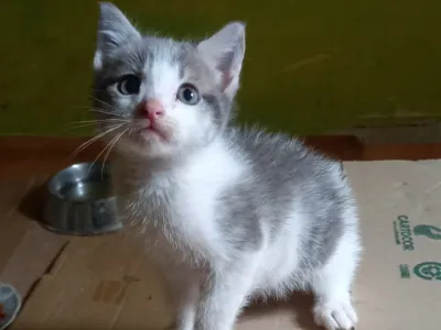 ¿Tienes ganas de tener un gatito? Participa en la jornada de adopción de gatos senior y gatitos