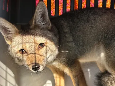 Tras seis meses de cuidados y rehabilitación: zorro Chilla regresa con vigor a su hábitat