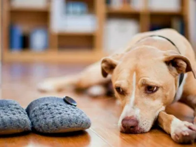 Vacaciones familiares: ¿Cómo enfrentan perros y gatos el desafío de quedarse solos?