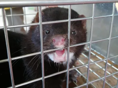 Visón: SAG ejecuta plan para el control de especie invasora dañina